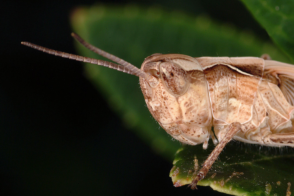 Ninfa di Acrididae